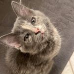 Profile Picture of Yosef (@sauceissaucy) on Instagram