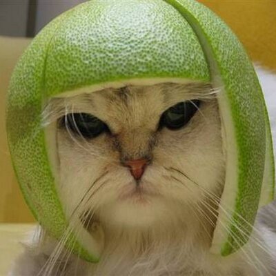 Profile Picture of Lan Lu (@LanLu1) on Twitter
