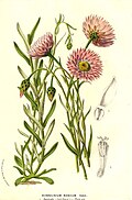 Profile Picture of Rhodantheon Wikipedia