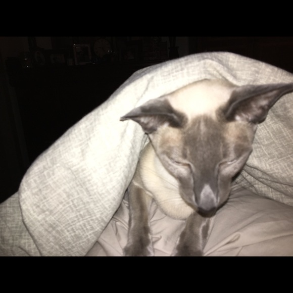 Profile Picture of Ian Nicolson (@iannicolson) on Poshmark