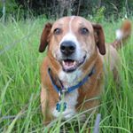 Thomas Marshall - Instagram Profile Picture of Thomas Marshall (@thomasfeau) on Instagram