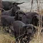 Profile Picture of Great dane kennel Lunaya Dolin (@greatdanekennellunayadolina) on Instagram