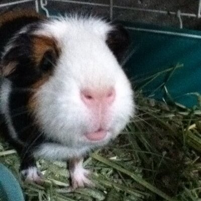 Profile Picture of Lucy Muller (@GuineaMazing) on Twitter