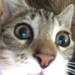 TJ, Spinelli And Corey - Instagram Profile Picture of TJ, Spinelli And Corey (@tj_spinelli_corey) on Instagram