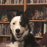 Profile Picture of Milo Hansen (@milo_whosagoodboi) on Instagram