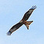 Profile Picture of daniwebix (@daniwebix) on Flickr