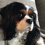 Profile Picture of Alexis Knighting-Noah (@alexisk6) on Instagram