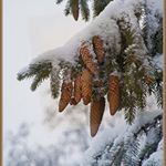 Profile Picture of Johnsrud Shepardson (@johnsrud.she) on Instagram