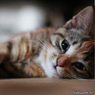 Profile Picture of Ireneusz Lutynski (@jreneusz.lutynski) on Facebook