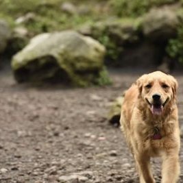 Robert Charly - Twitter Profile Picture of Robert Charly (@robertchak007) on Twitter