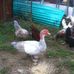 Profile Picture of Jerry Duck (@jerry.duck.399) on Facebook