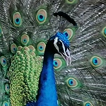 Profile Picture of Adrian J Williams (@adrian j1) on Flickr