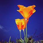 Soledad Miranda - Instagram Profile Picture of Soledad Miranda (@soledadmirandaibarra) on Instagram