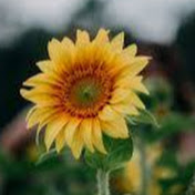 Profile Picture of Brianna Silva (@briannasilva4954) on Youtube