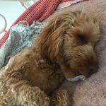 Profile Picture of Bailey (@cockapo_bailey_singleton) on Instagram