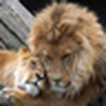 Profile Picture of Ehab Sharoubim (@the desert prince) on Flickr