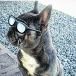 Profile Picture of Kenneth Burton (@wattsupkennels) on Instagram