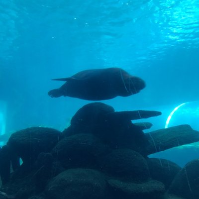 Profile Picture of Goody (@GoodchildDave) on Twitter