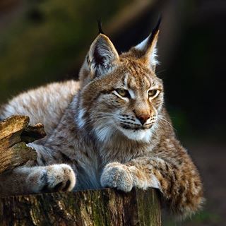 Profile Picture of Jimmi Winningham (@james.lynx.336) on Facebook