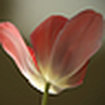 Profile Picture of Suzanne Scott (@scottjohnsonphoto) on Flickr