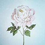 Profile Picture of Hannah (@rubyandheathcliff) on Instagram