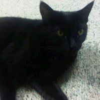 Profile Picture of Nasreen Fakhri (@nasakbar) on Pinterest