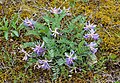 Astragalus bibullatus - Wikipedia - Wikipedia Profile Picture of Astragalus bibullatus - Wikipediaon Wikipedia