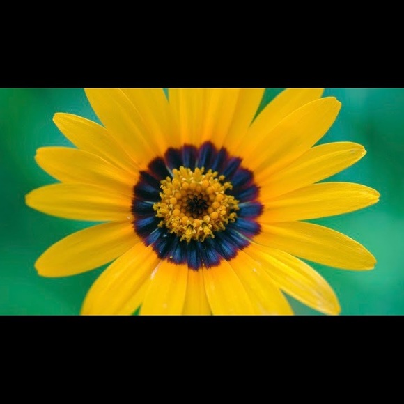 Profile Picture of Iris Barrios (@iriscbarrios) on Poshmark