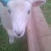 Profile Picture of Kevin McSheep (@kevin.mcsheep.3) on Facebook