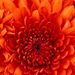 Profile Picture of ansu jacob (@ansujacob410) on Pinterest