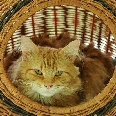Profile Picture of Ken Tulloch (@RotaryLad) on Twitter