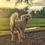 Profile Picture of Carl Benjamin Robert Frugé (@kcarl_f) on Instagram