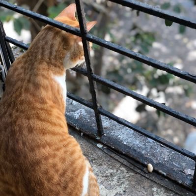 Profile Picture of Surekha Shetty (@shettysur) on Twitter