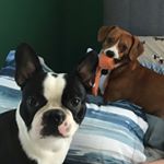 Profile Picture of Brutus & Baxter (@thehayesboys) on Instagram