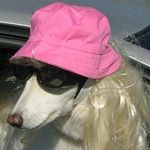 Profile Picture of Brian Van Cleave (@willythehamster001) on Instagram
