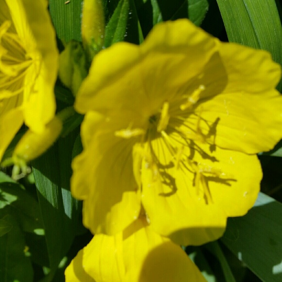 Profile Picture of Bobbette Clarke (@bobbimae) on Poshmark