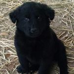 Profile Picture of Pepper Bradley (@meet.pepper14) on Instagram