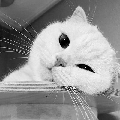 Profile Picture of Cams (@Come_meall) on Twitter