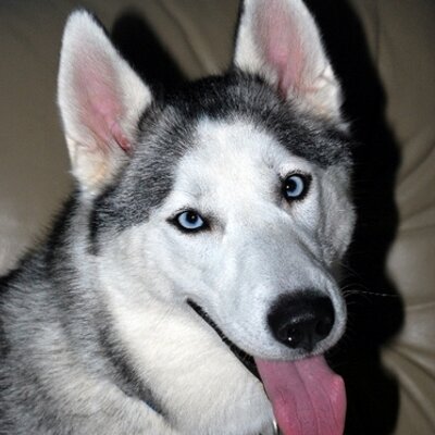 Profile Picture of Jeff Hearn (@Lunaisadog) on Twitter