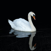 Profile Picture of Figaro (@figarofiiigaro) on Youtube