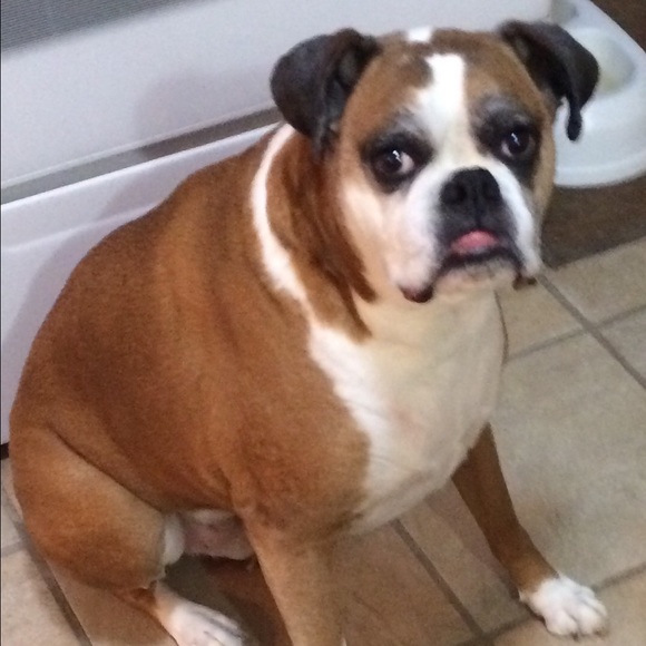 Profile Picture of Jennifer Velander (@tedtheturtle) on Poshmark