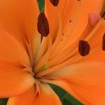 Profile Picture of Nora Lee Falk (@noraleefalk6419) on Instagram