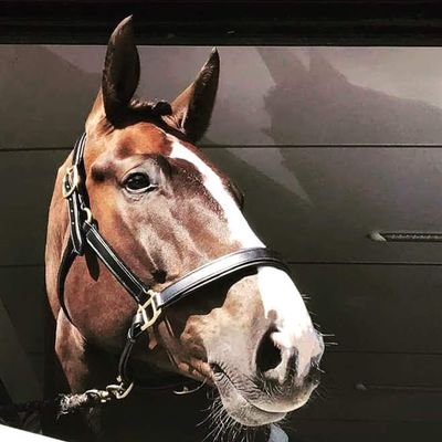 Profile Picture of Rachel Collins Para Dressage (@rachelcdressage) on Twitter