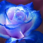 Profile Picture of Amanda Longfellow (@amanda.longfellow.50) on Facebook