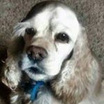 Profile Picture of Cherie Ackerman Hedrick (@hedrickcherie) on Instagram