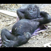 Profile Picture of George Reid (@MrMIB1984) on Youtube