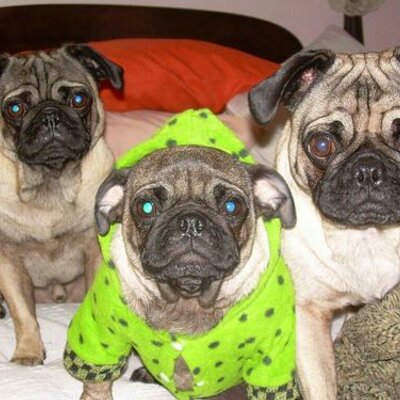 Profile Picture of Sadie & Co. (@ArmentaJack) on Twitter