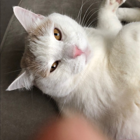 Profile Picture of Christina Mannino (@chrissyphilly) on Poshmark