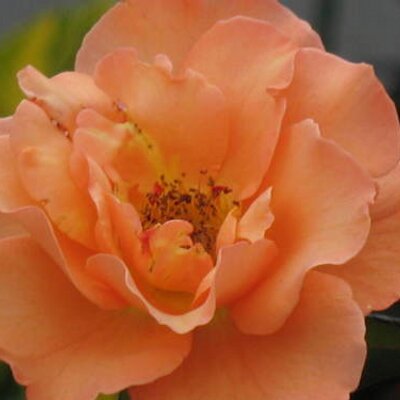 DawnGeorge - Twitter Profile Picture of DawnGeorge (@DawnGeorge) on Twitter