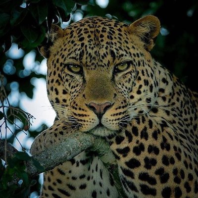 Profile Picture of Alex Sender (@Alexsen18340038) on Twitter